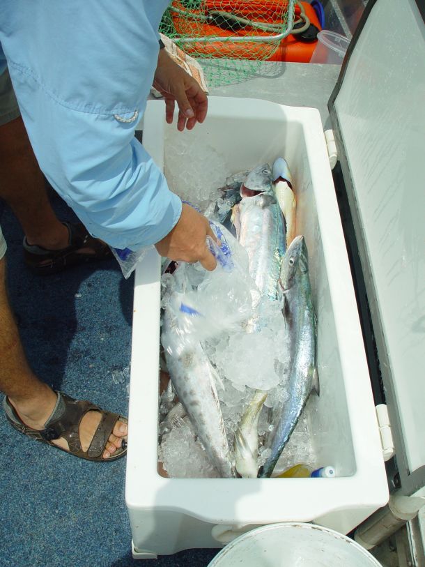 Fish Facts: Humane Dispatch Survey Results – the iki jime advantage